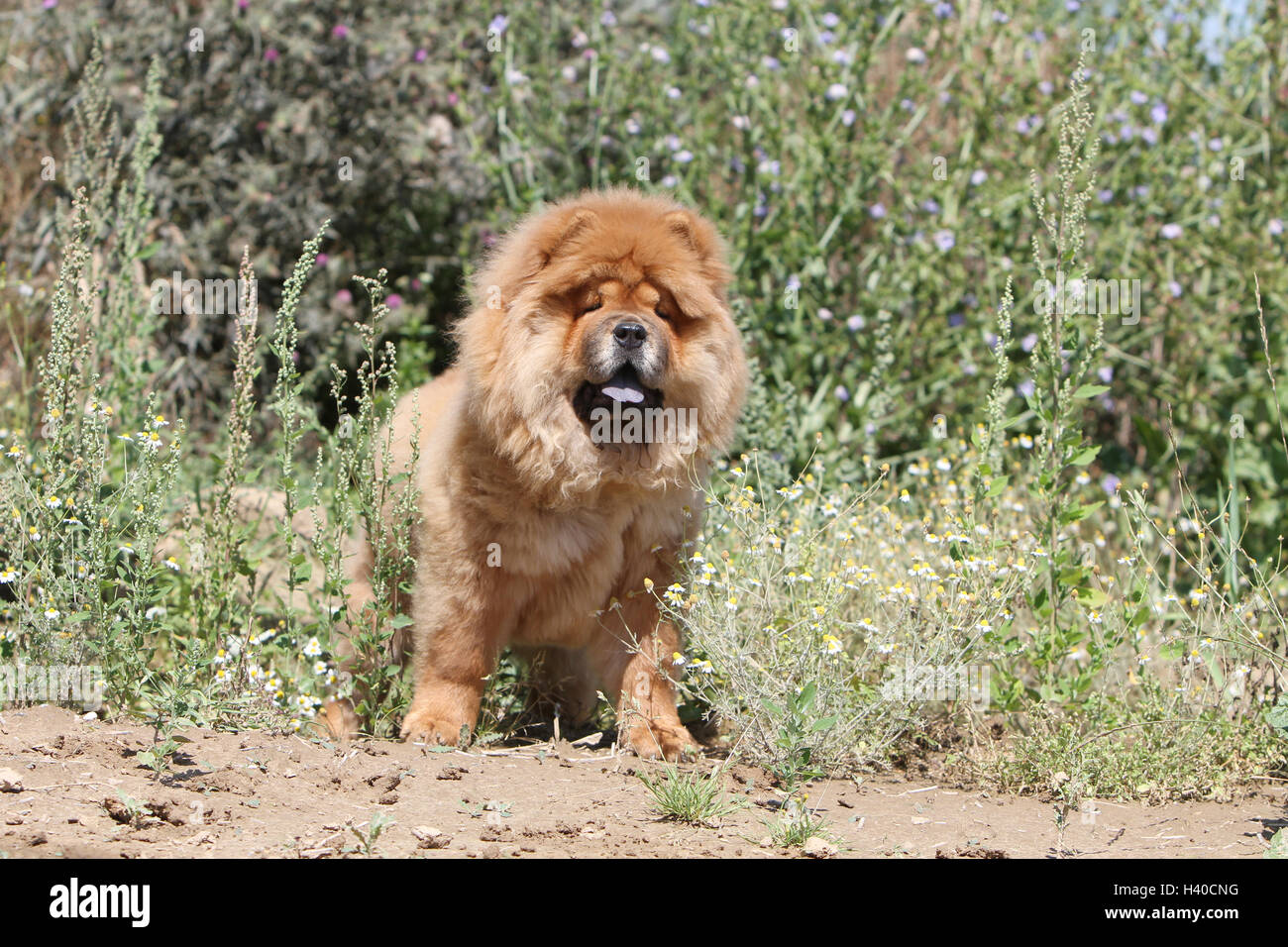 dog chow chow chow-chow adult red cream standing in a field flower ...