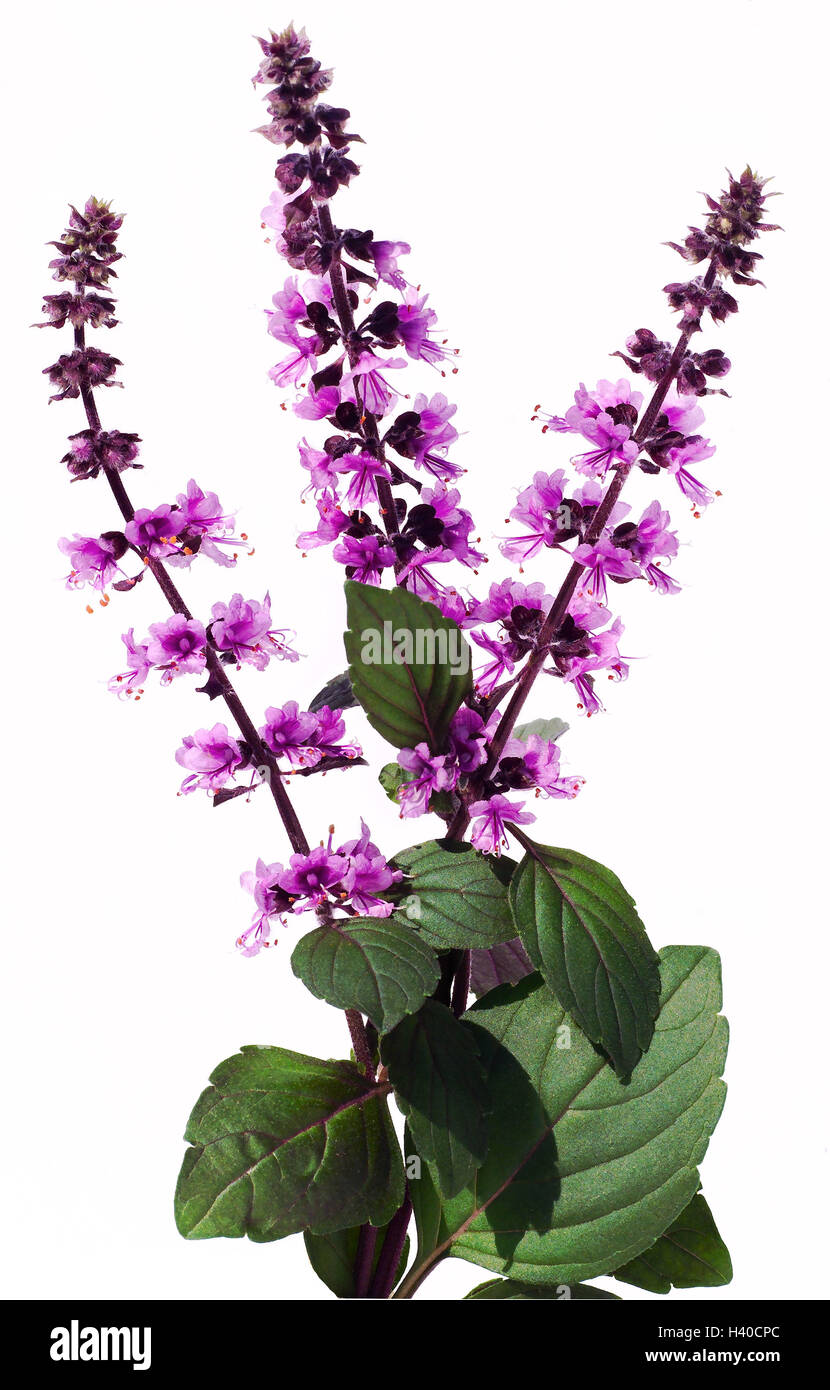 Basil, Ocimum basilicum, blossoms, mauve, plant, herbs, herbs, spice