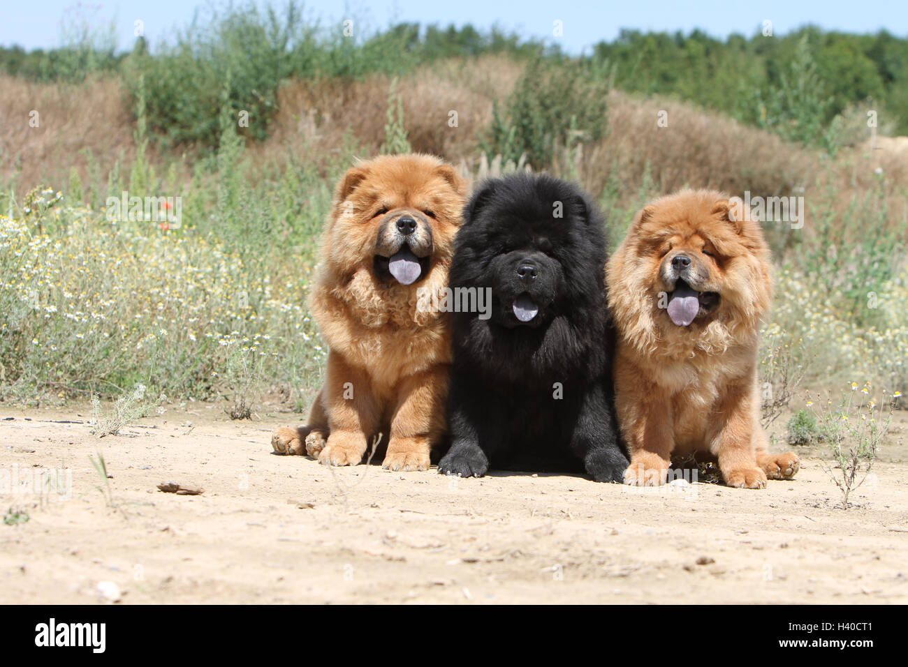 Dog Chow Chow Chow Chow Three Adults Red And Black Longhair And