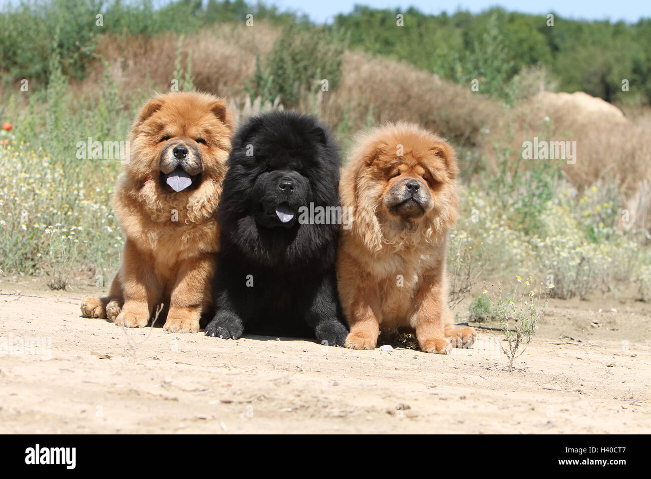 Dog Chow Chow Chow Chow Three Stock Photos Dog Chow Chow Chow