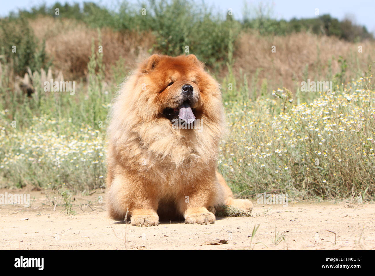 Cream chow chow hi-res stock photography and images - Alamy