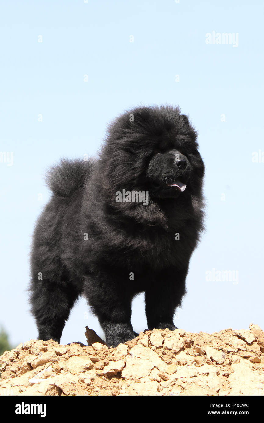 Chow chows black 2025