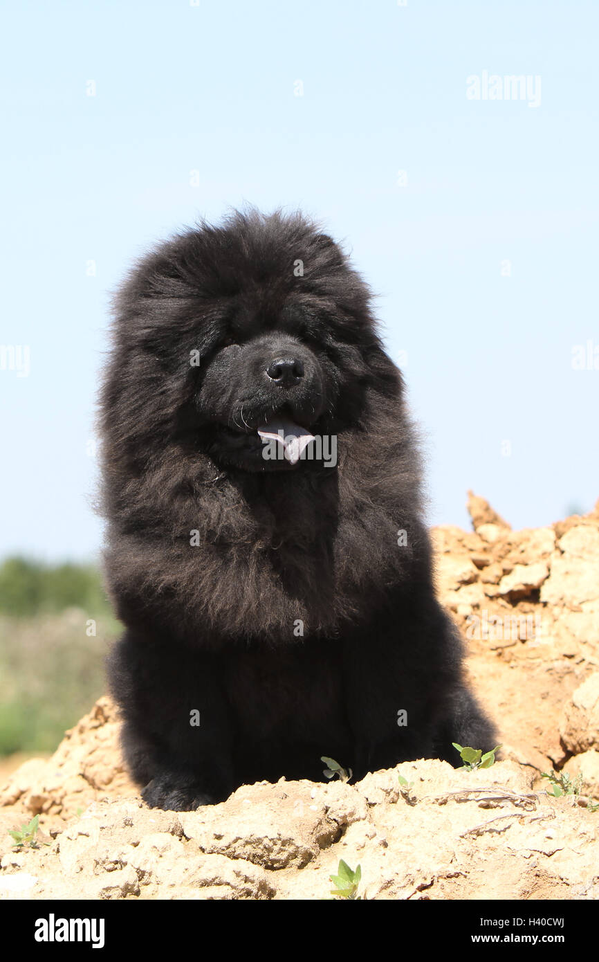 dog chow chow chow-chow adult black sitting in a field Stock Photo