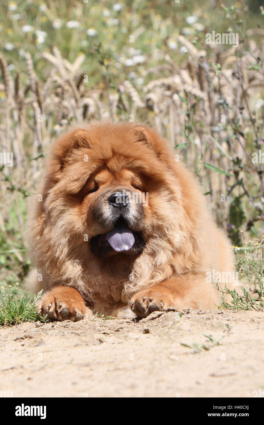 dog chow chow chow-chow adult red cream lying in a field Stock Photo