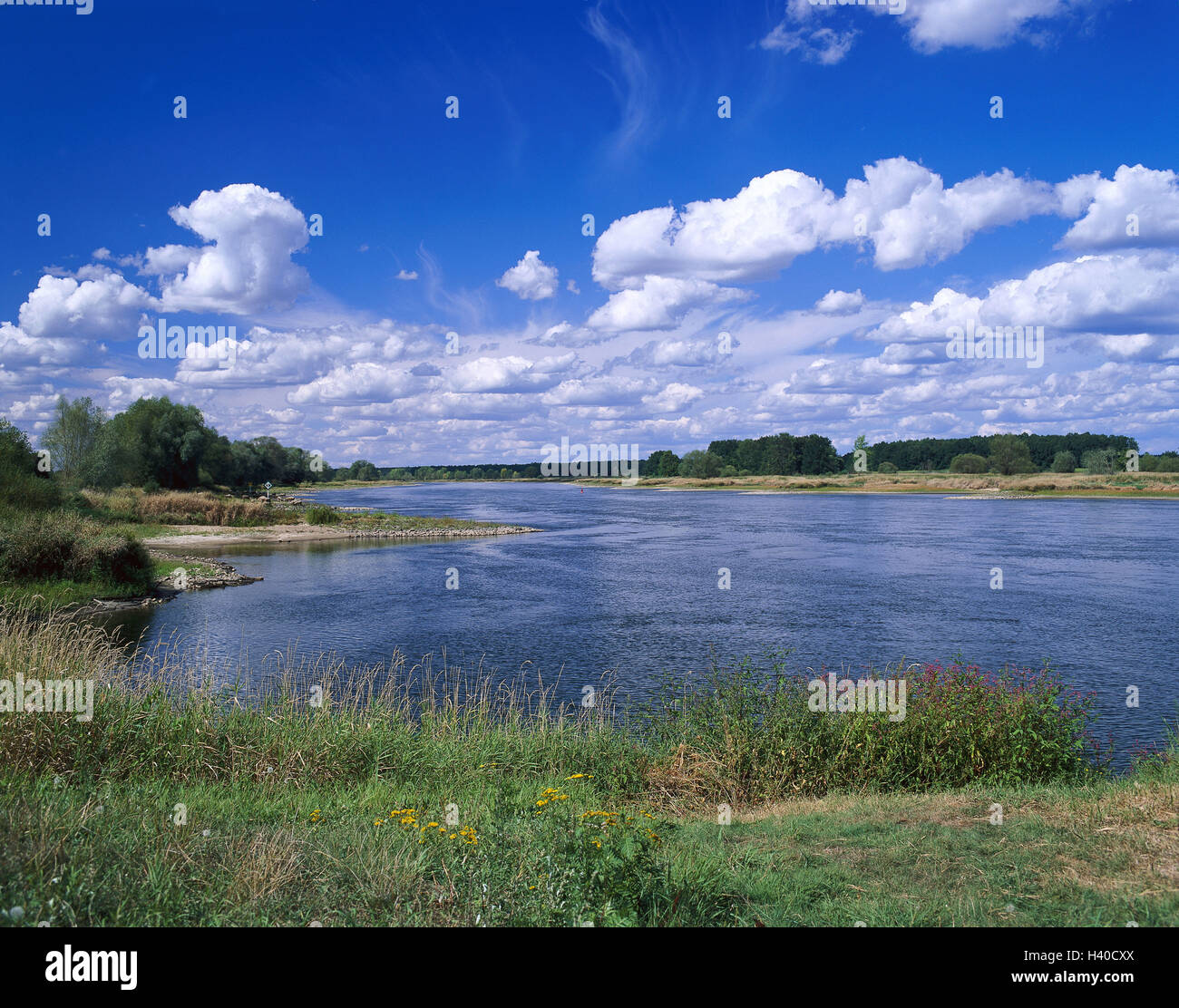 Ratz hi-res stock photography and images - Alamy