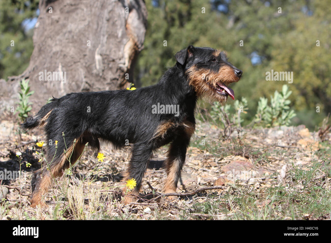 Dog Jagdterrier / jagd terrier / Deutscher Jagdterrier adult standing forest attentive Stock Photo