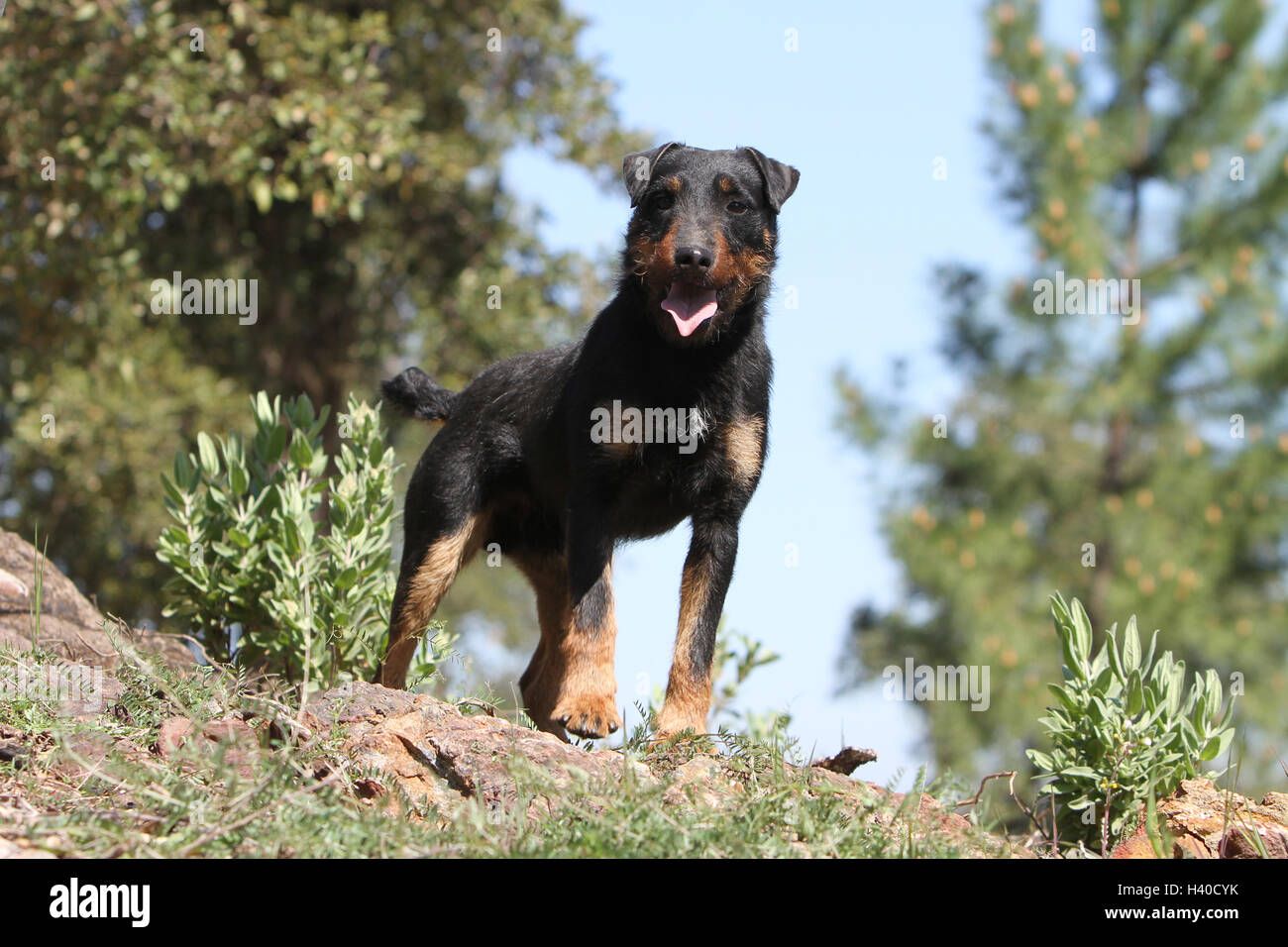 Dog Jagdterrier / jagd terrier / Deutscher Jagdterrier adult standing forest attentive paw Dog Jagdterrier / jagd terrier / Deutscher Jagdterrier adult standing forest attentive paw