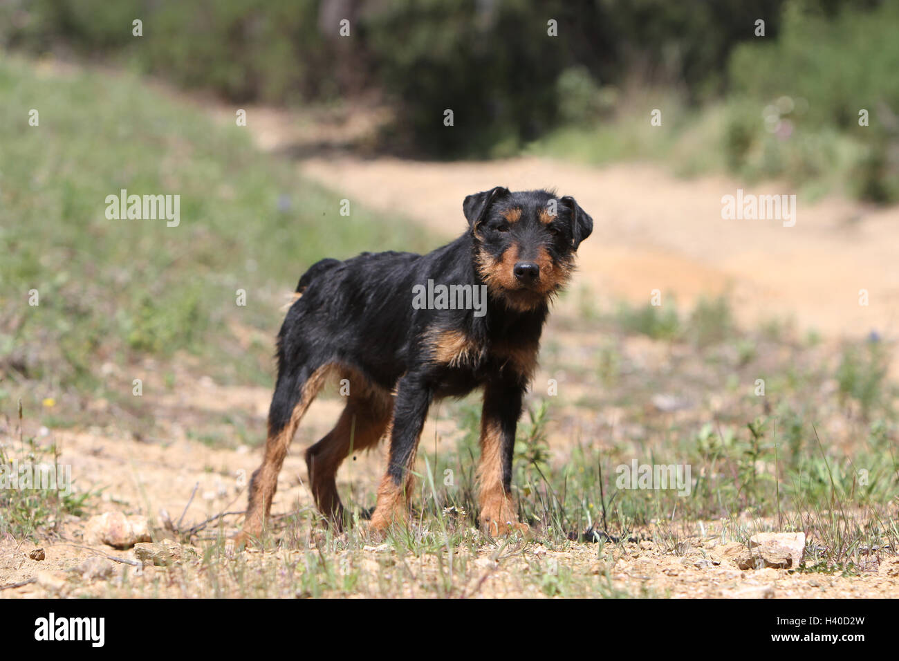 Dog Jagdterrier / jagd terrier / Deutscher Jagdterrier adult standing forest attentive Stock Photo