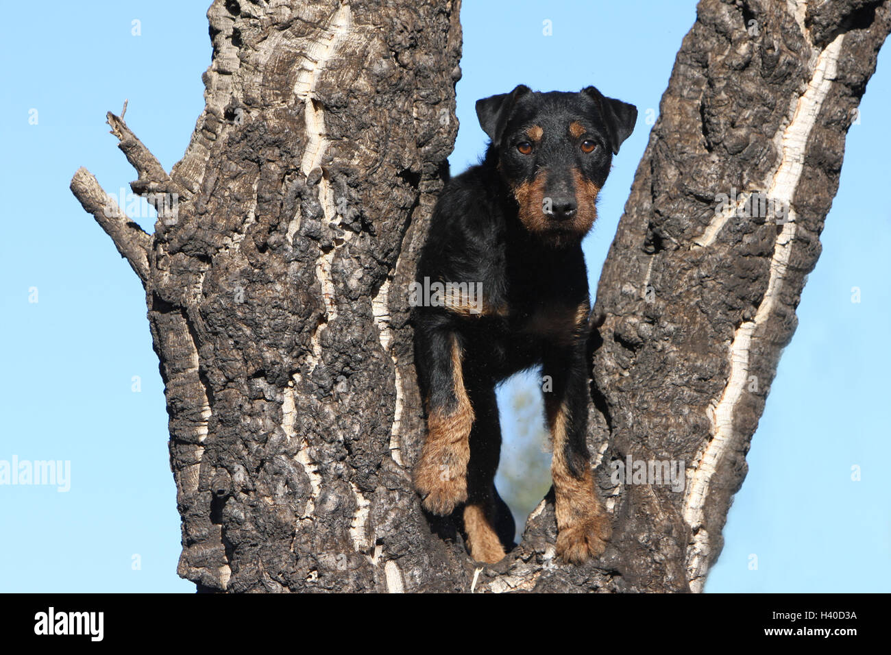 Jagd Terrier High Resolution Stock Photography and Images - Alamy