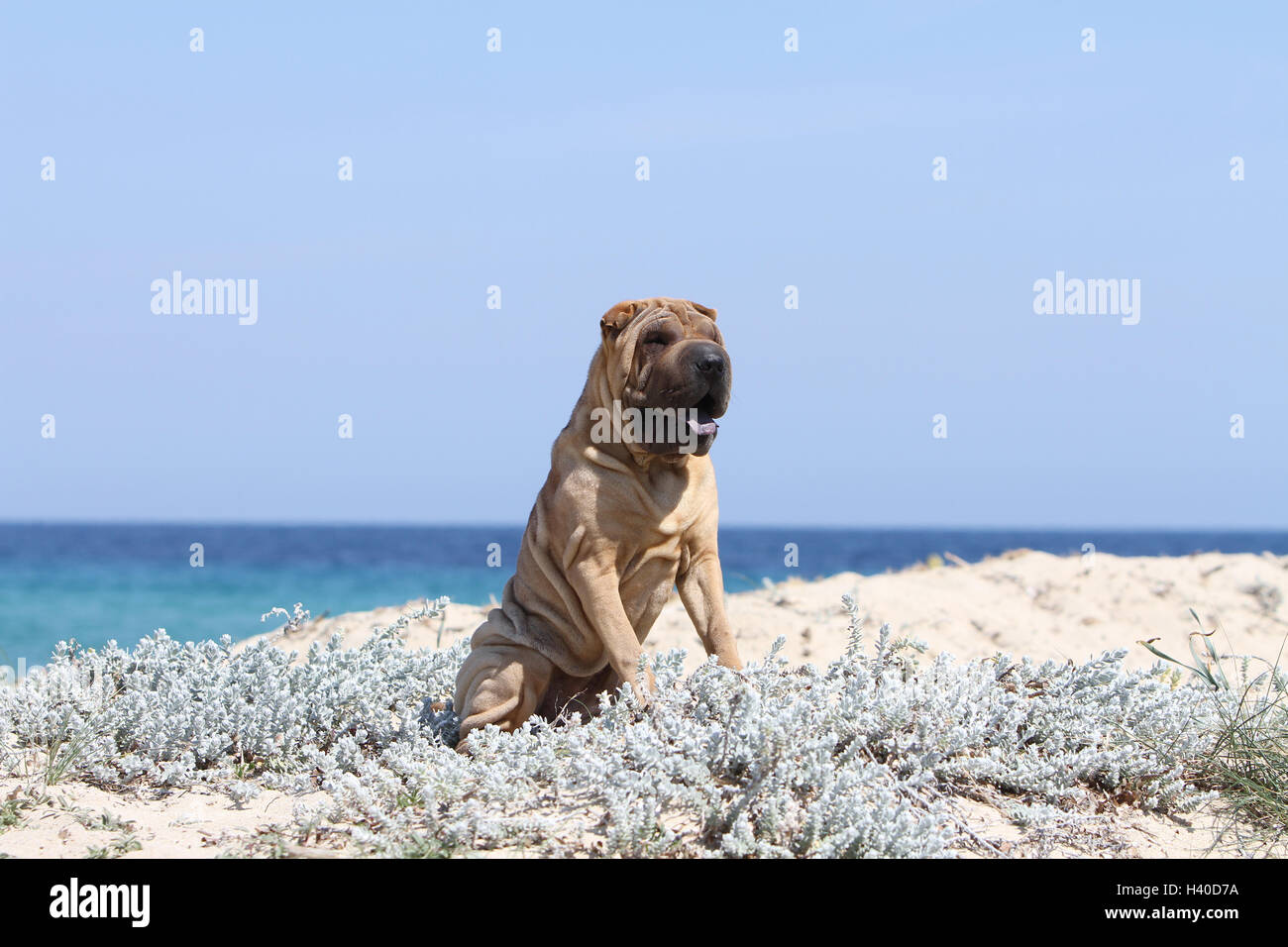 Dog Shar pei running on the beach Stock Photo - Alamy