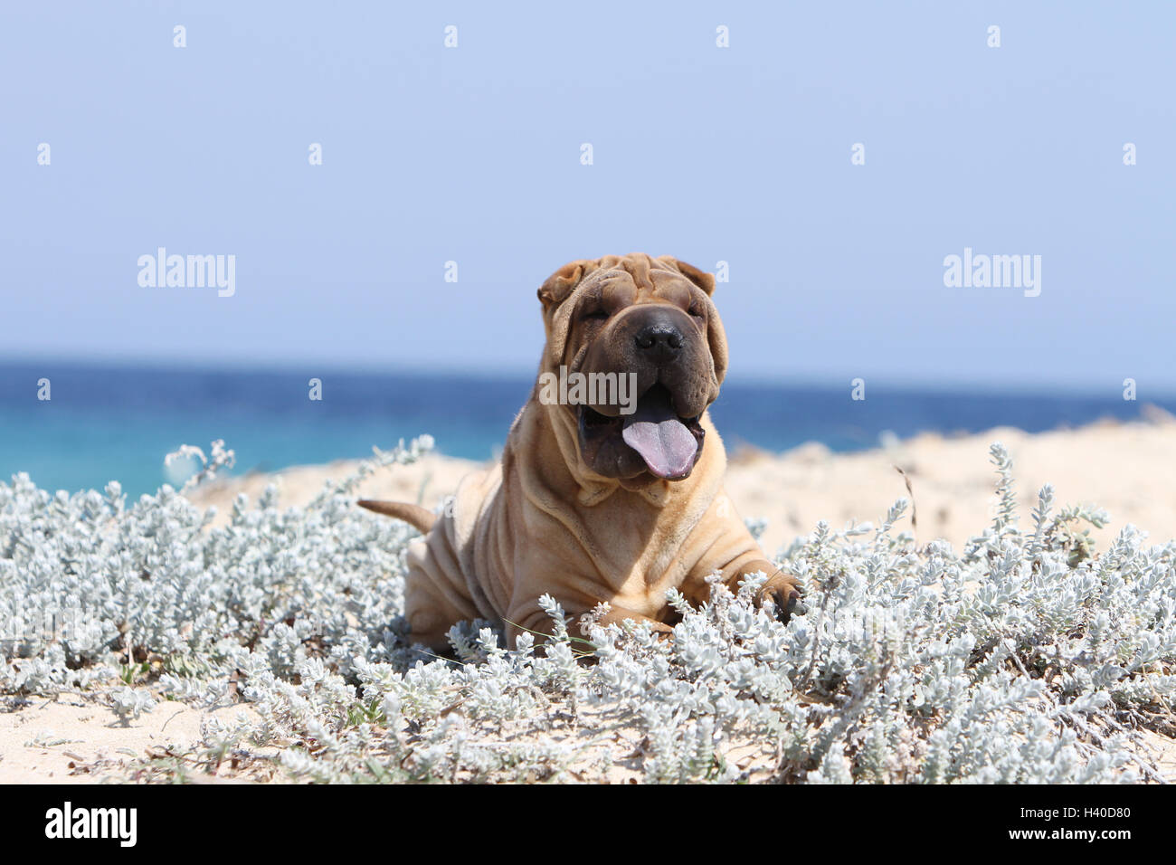 Dog Shar pei running on the beach Stock Photo - Alamy