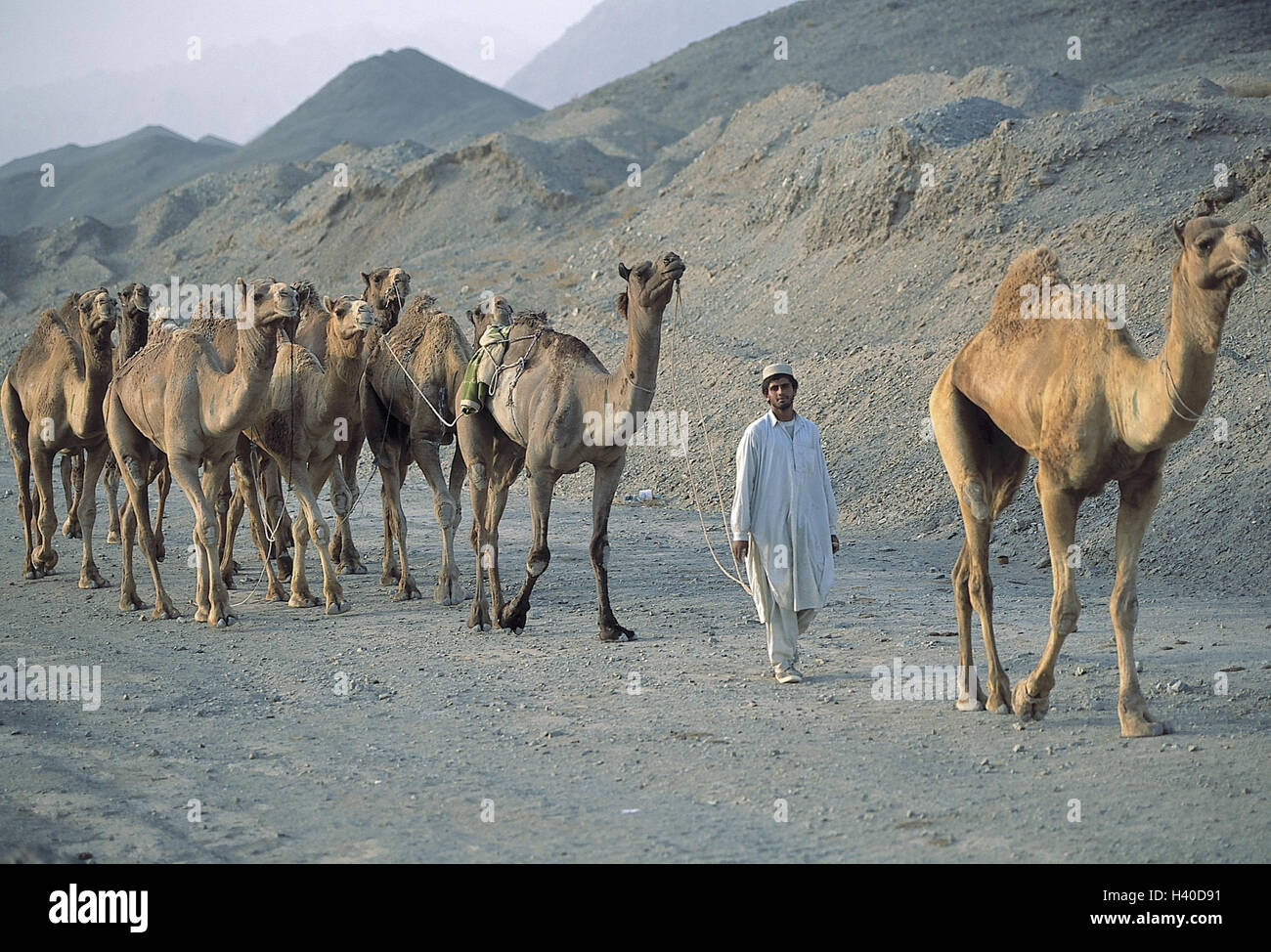 Iran, highland, riding camels, camel drivers, no model release, outside, Asia, the Near East, mountainous country, person, camels, Camelidae, cloven-hoofed animals, Schwielensohler, dromedary, Camelus dromedarius, camel breeder, cattle trade Stock Photo