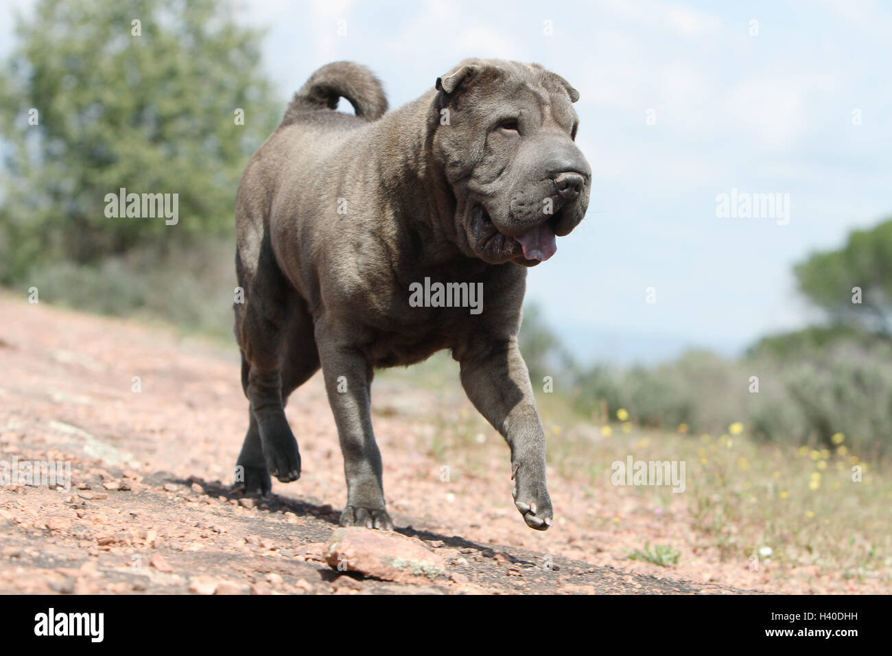 Dog Shar pei blue running adult forest Stock Photo