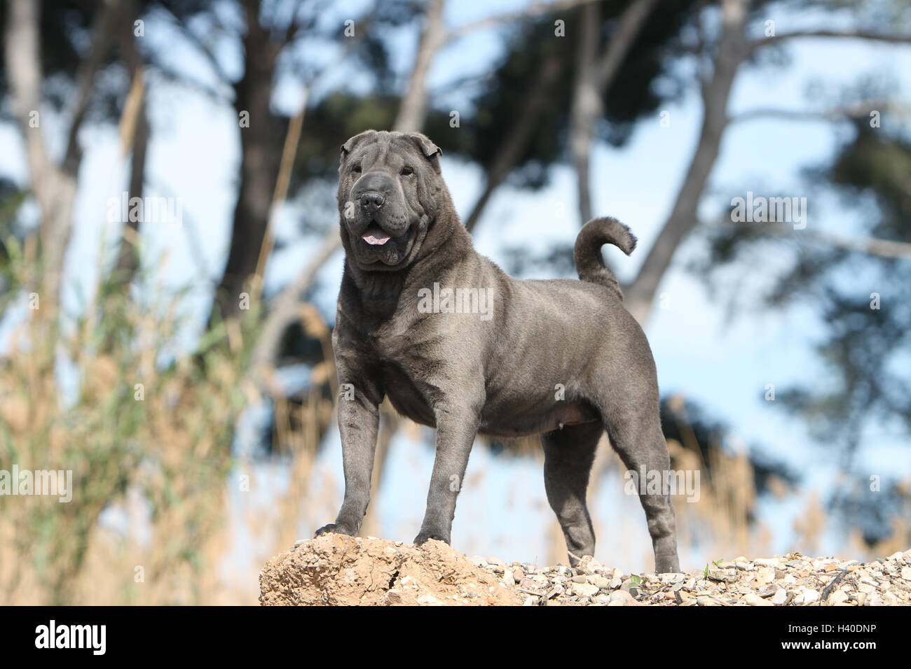 Dog Shar pei adult blue standing on rock forest Stock Photo