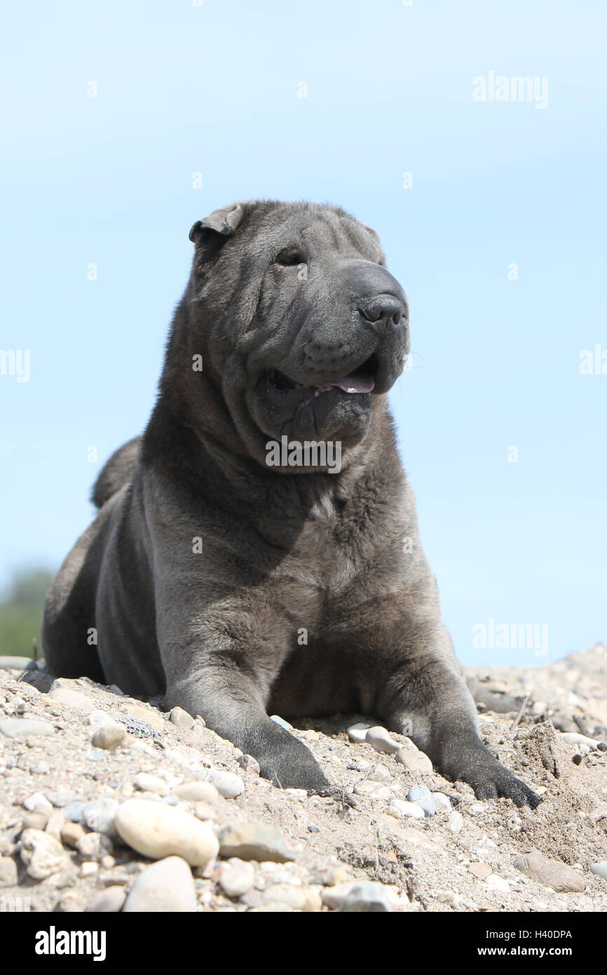 Dog Shar pei blue adult lying down on the rock Stock Photo