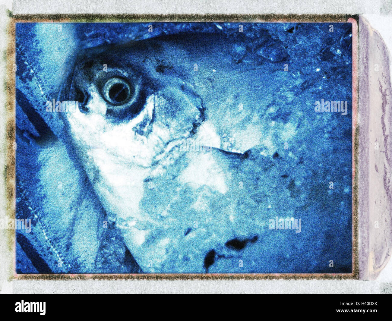 Fish market, ice, fish, close up, fish, cool, coldly, offer,