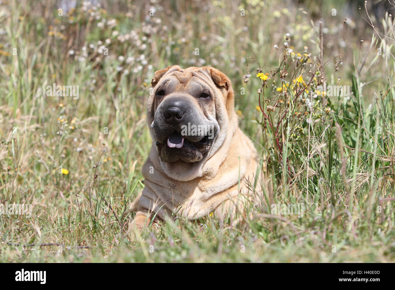 Dog Shar pei adult portrait face fawn red lying Stock Photo
