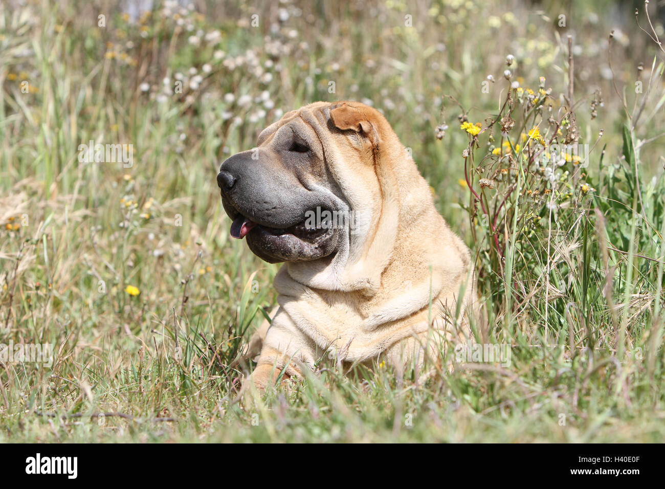 Dog Shar pei adult portrait face fawn red lying Stock Photo