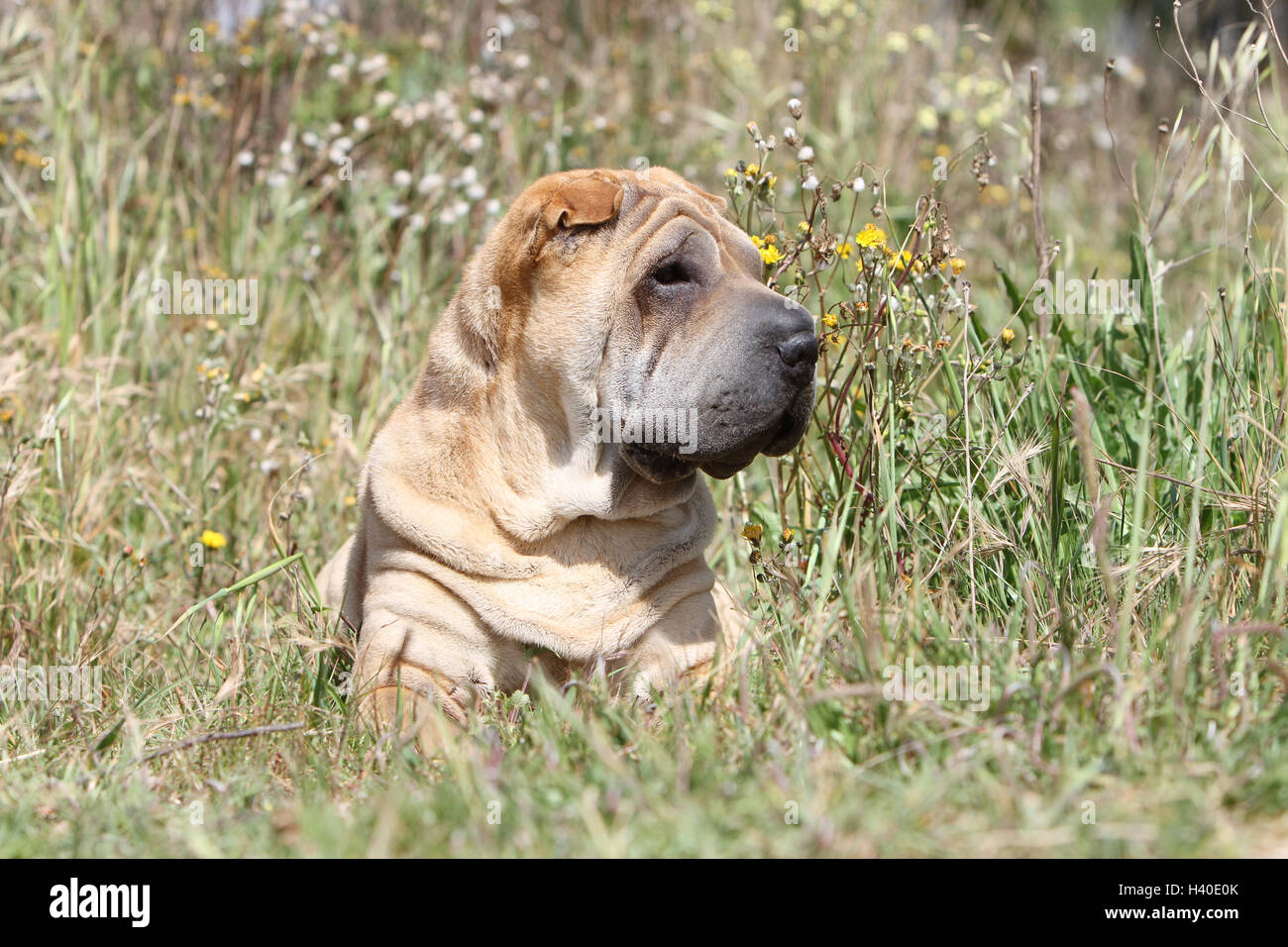 Dog Shar pei adult portrait face fawn red lying Stock Photo