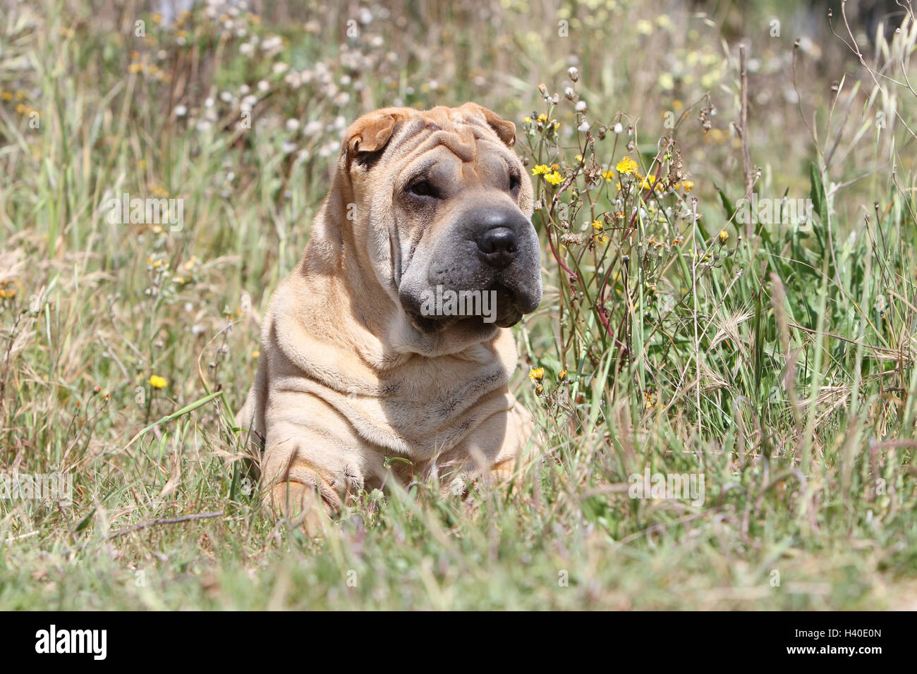 Dog Shar pei adult portrait face fawn red lying Stock Photo