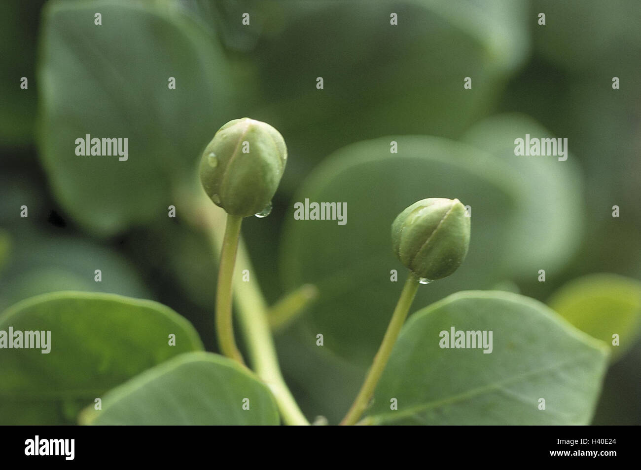 Capers, Capparis spinosa, flower buds, detail, green, spice, culinary