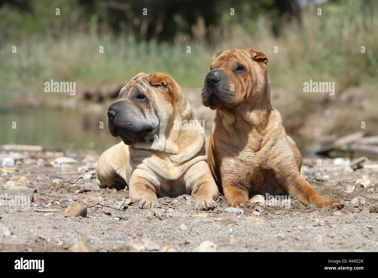shar pei adults