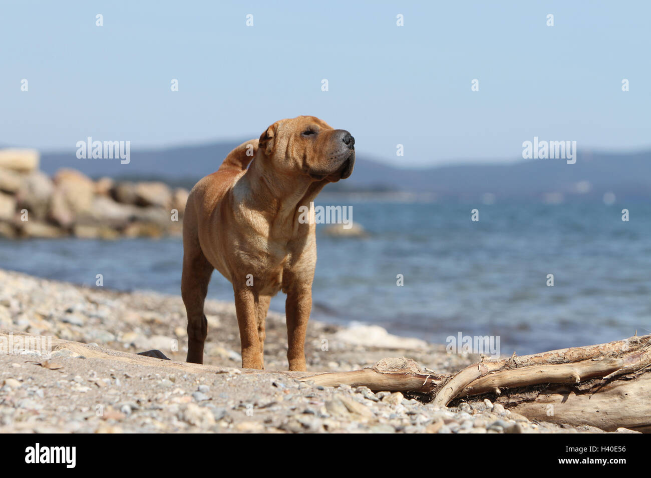 Dog Shar pei running on the beach Stock Photo - Alamy
