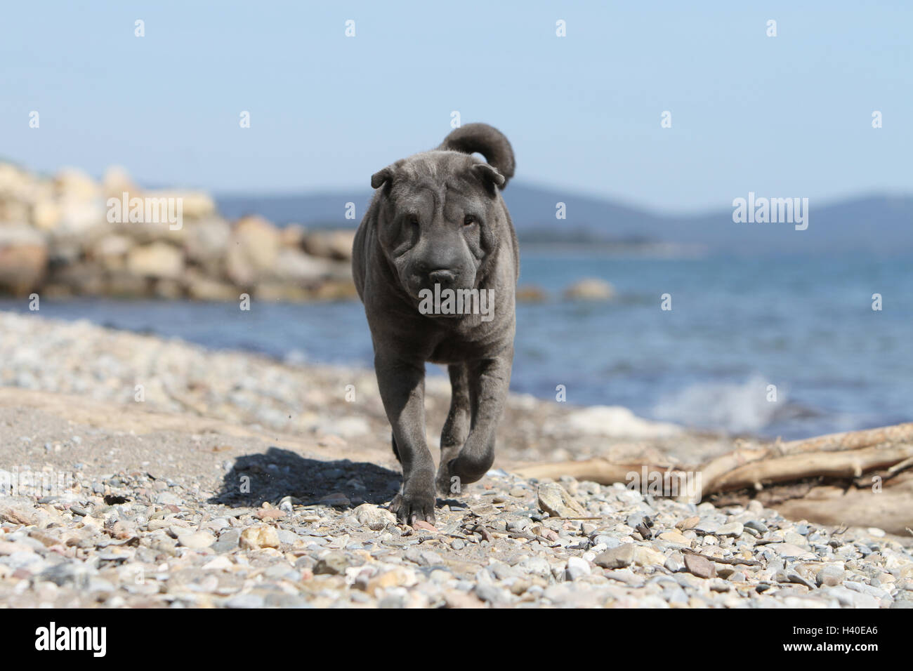Dog Shar pei blue running on the beach Stock Photo