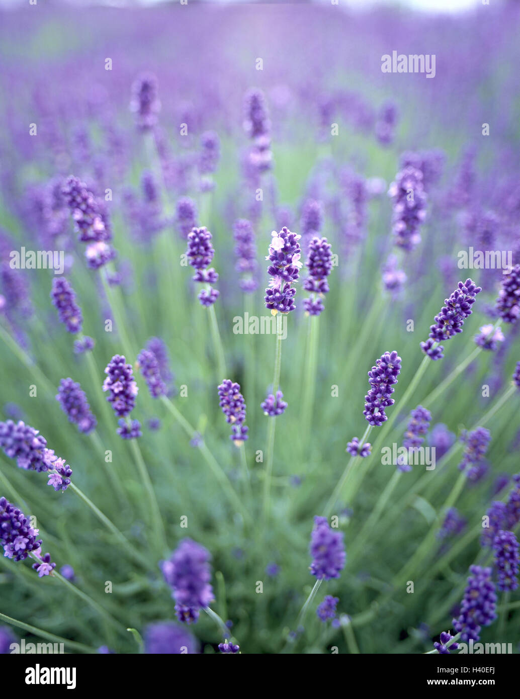 Lavender blossoms, real lavender, Lavandula angustifolia, lavender