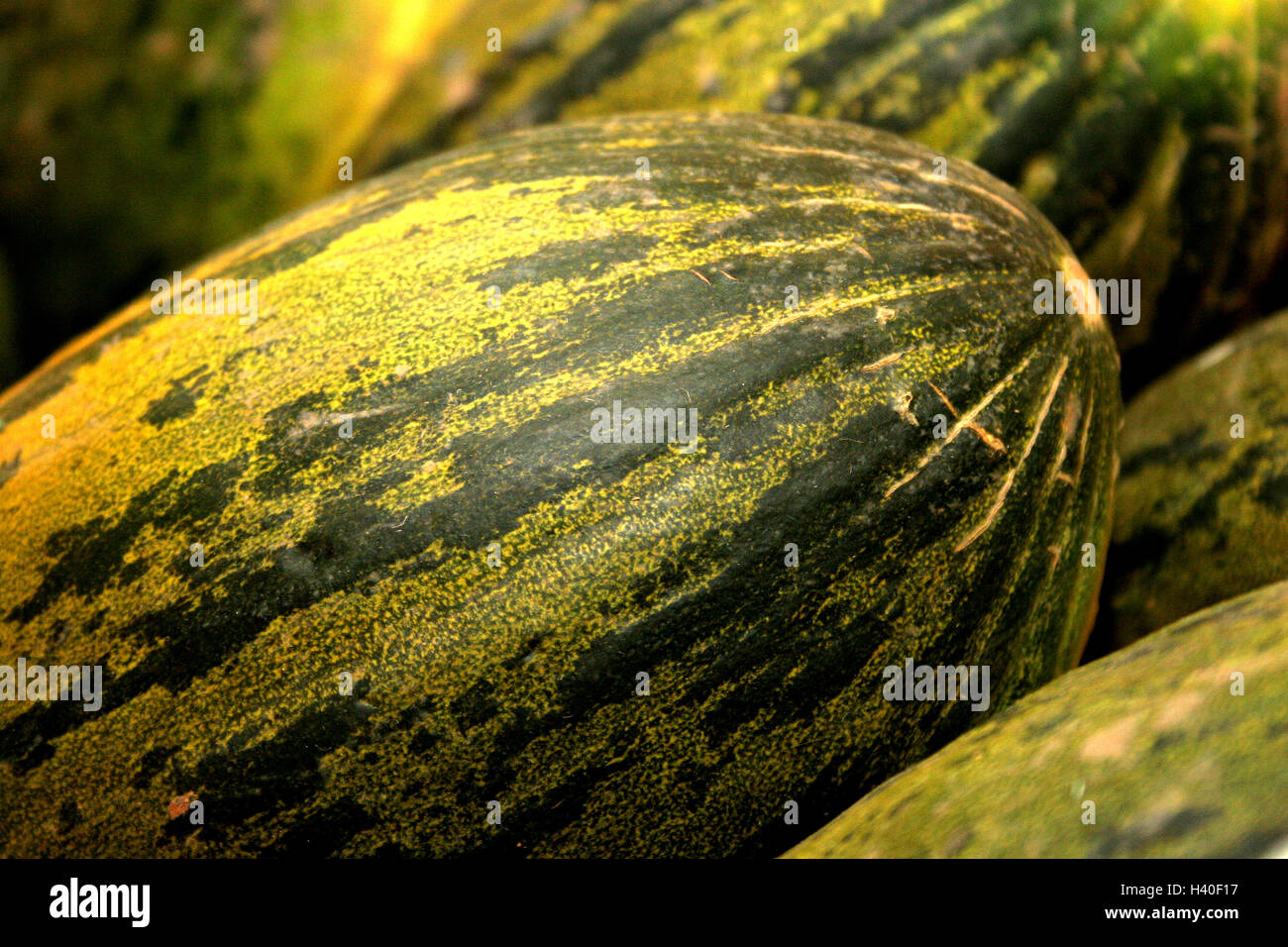 Melon plants hi-res stock photography and images - Alamy