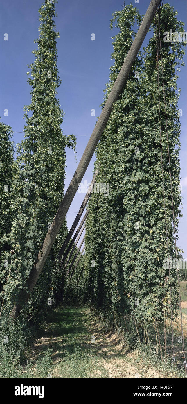 Germany, Bavaria, Hallertau, cultivation, hop, detail, Holledau, tertiary hill country, hop cultivation area, hop cultivation, hemp plant, climber, climbing plant, plants, useful plants, hop umbels, fruit plugs, component, beer, brewing, agriculture, Stock Photo