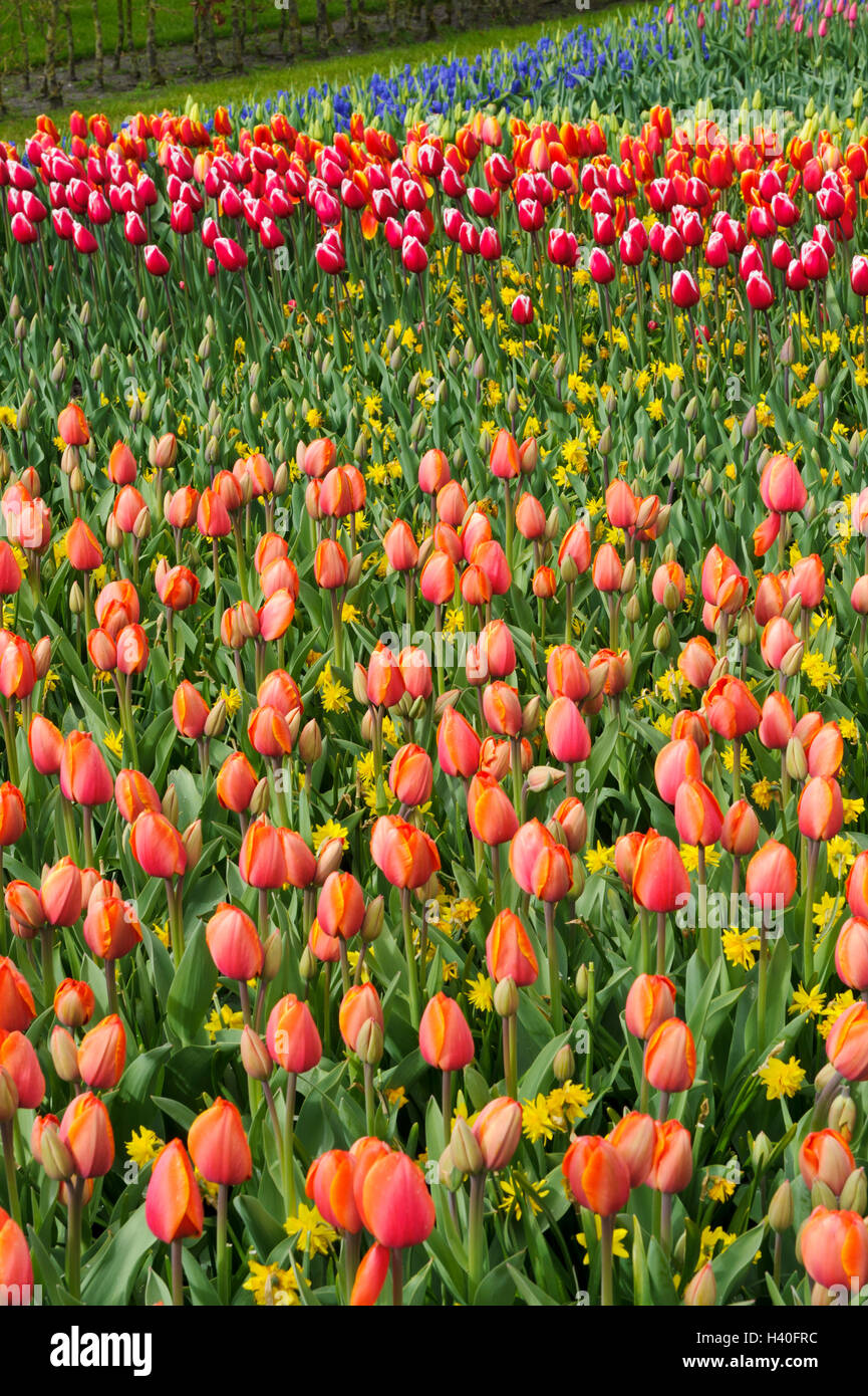Fresh tulips flowers at Keukenhof garden in Lisse, Holland, Netherlands ...