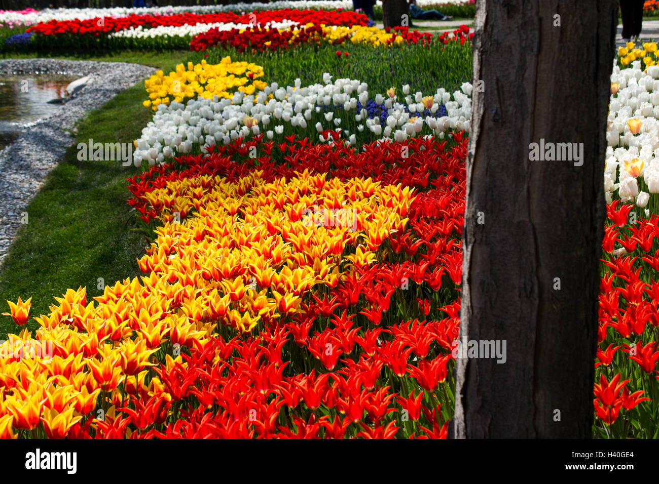 tulips of various colors in nature in spring time Stock Photo - Alamy