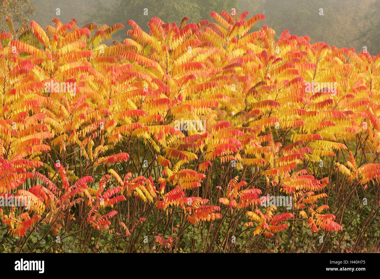 Meadow, Sumach shrub, Rhus glabra, detail, autumn, edge the forest, shrubs, plants, for Scharlachsumach, Sumach, Sumachgewächse, autumnally, autumn colours, nature, botany, vegetation, beauty, rest, silence, Idyll Stock Photo