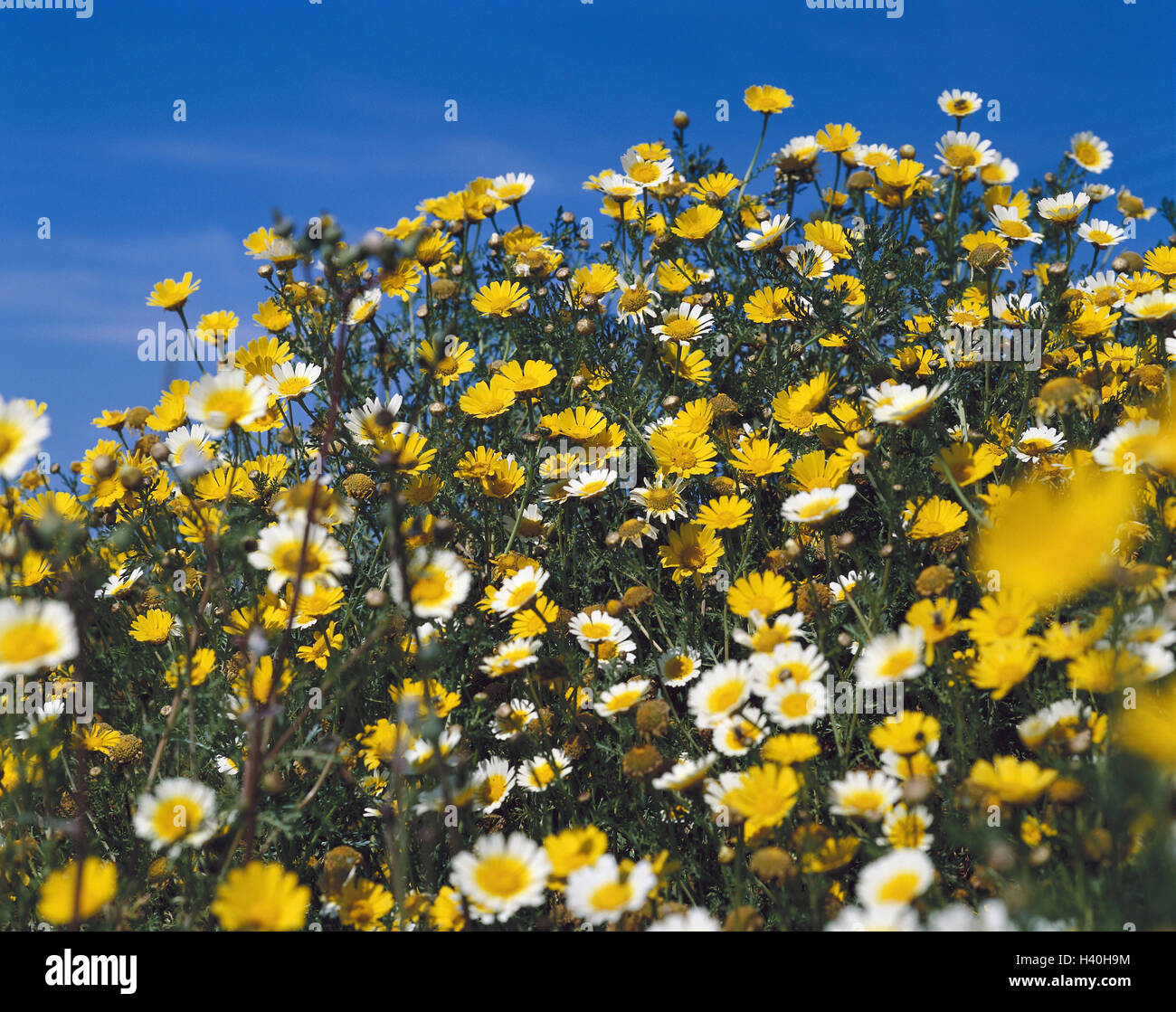 oxeye daisys, blossom, blossoms, differently, detail, nature, botany, vegetation, flora, plant, oxeye daisy blossoms, yellow, white, shrub oxeye daisys, Crysanthemum frutescens, composites, summery, summer flowers Stock Photo