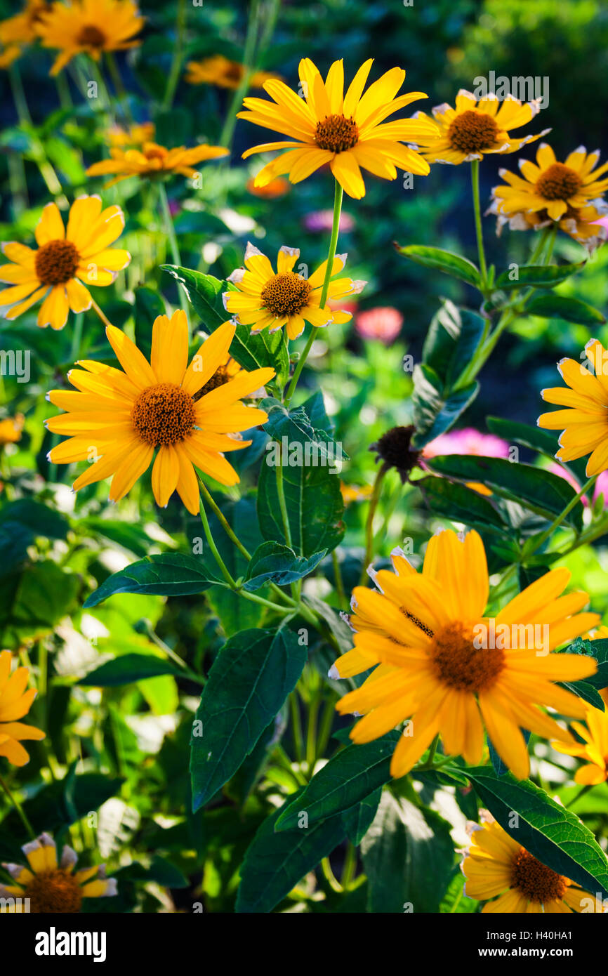 Rudbeckia coneflowers and blackeyedsusans Stock Photo Alamy