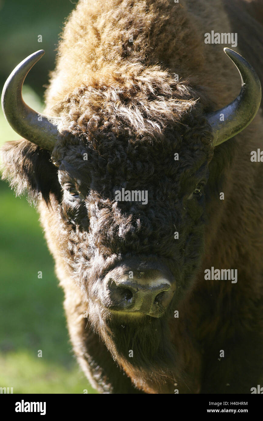 Enclosure, bison, bison bonasus, portrait, animal, mammal, cloven-hoofed animal, horned ungulates, wild cattles, wild cattle, summer Stock Photo