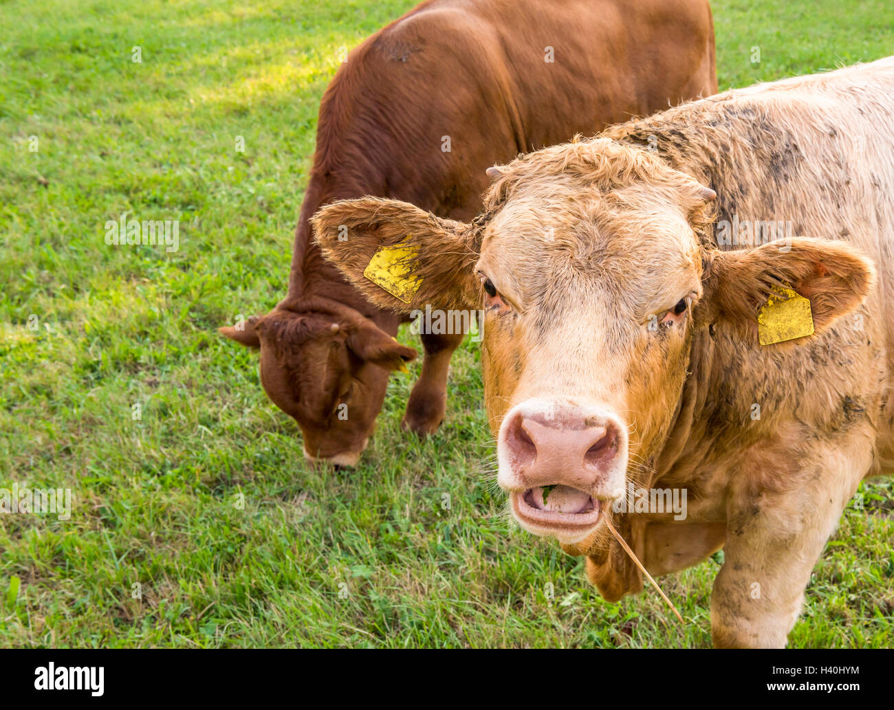 Young bull with open mouth Stock Photo