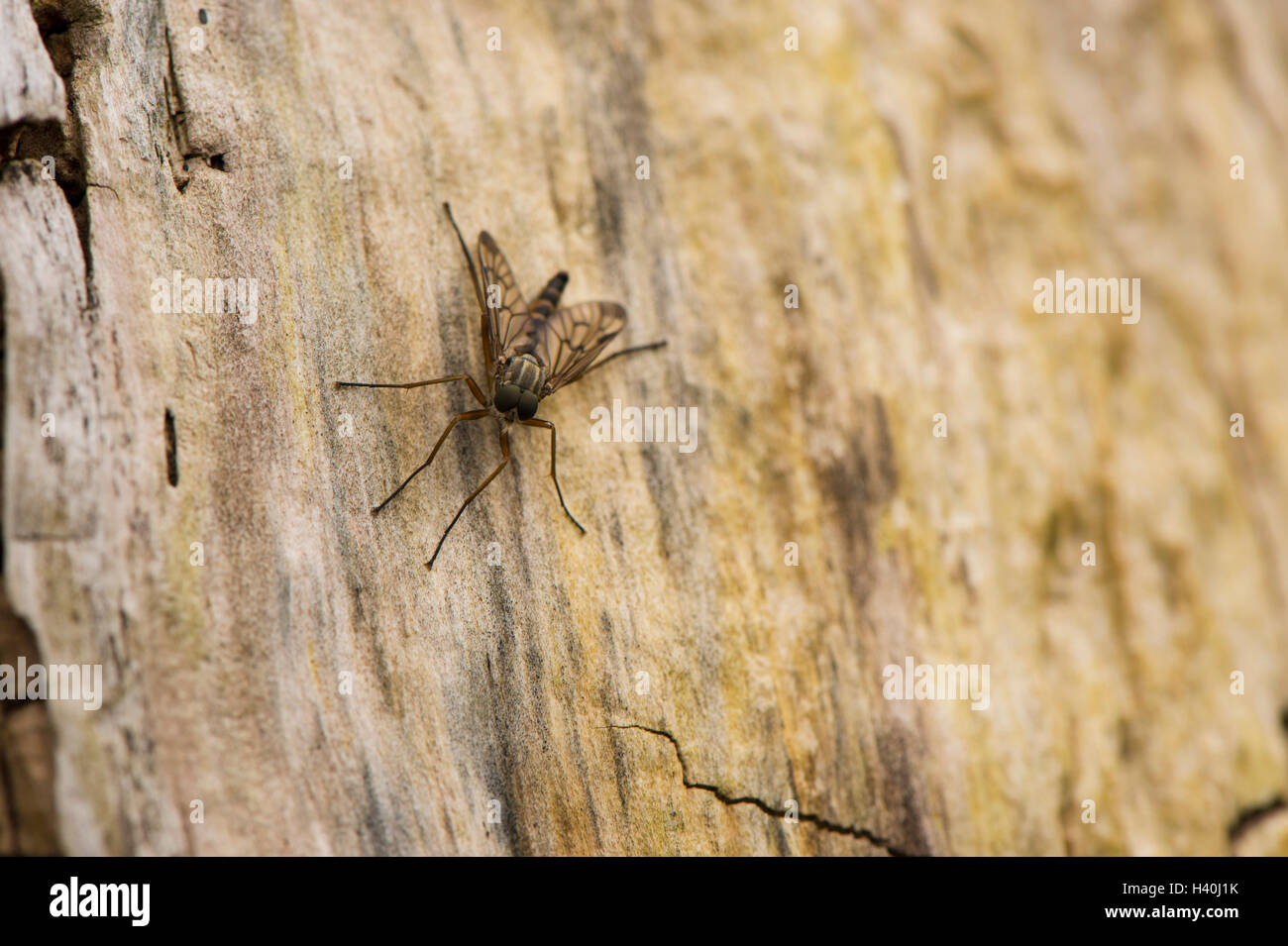 Resting on tree bark, a single male downlooker snipe-fly with delicate wings and large, compound eyes - close-up view. Stock Photo
