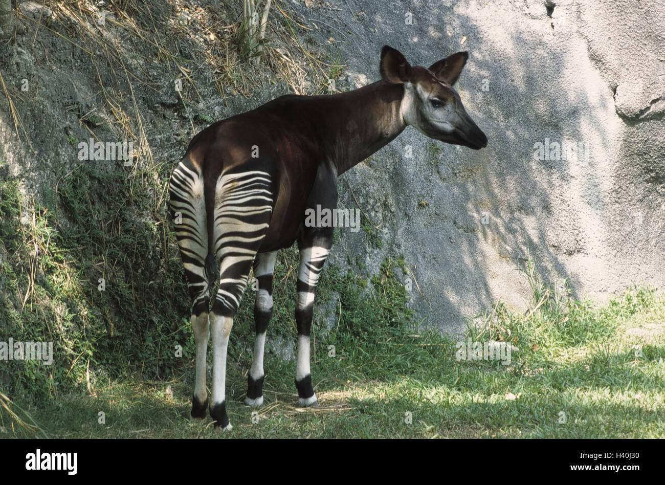 Okapi, Okapia johnstoni, animal, mammals, mammal, wild animal, wild animals, ruminants, cloven-hoofed animals, Artiodactyla, giraffes, Giraffidae, forest giraffe, forest giraffes, short neck giraffes, Okapiinae, films, samples, patterned, Wildlife, whole Stock Photo