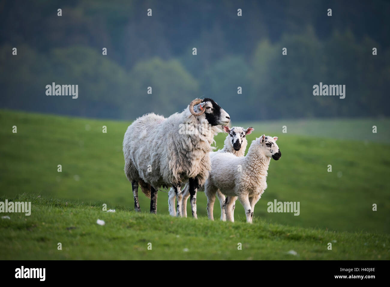 Lit by evening sunlight, Swaledale ewe & twin mule lambs stand on grass looking from hill in farm field - farmland, Yorkshire Dales, England, GB, UK. Stock Photo