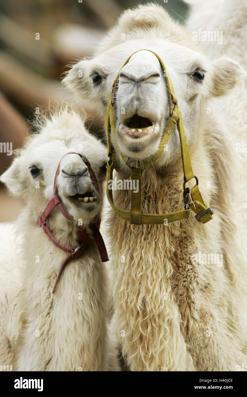 Zoo, animals, Camelus bactrianus, portrait animal park, animals, mammals, cloven-hoofed animals, Schwielensohler, bactrine camel, Camelus ferus, Camelus ferus forma bactrianus, two, mother animal, young animal, halter, tacked up, outside, in pairs, Stock Photo