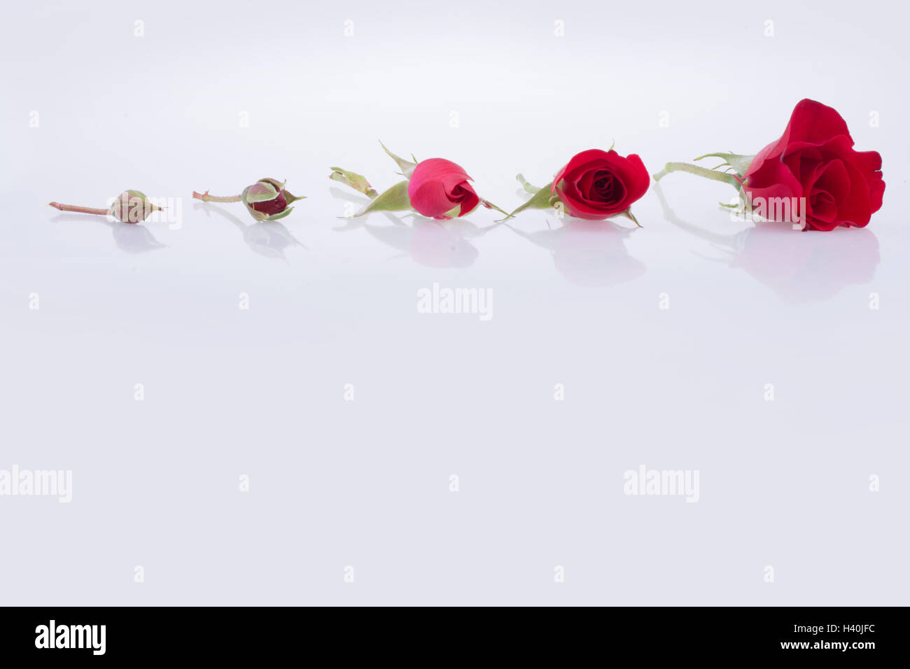 Red Roses aligned in an increasing order on a white background Stock ...