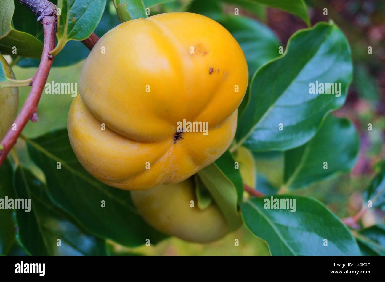 Orange persimmon kaki fruits on a tree in the fall Stock Photo