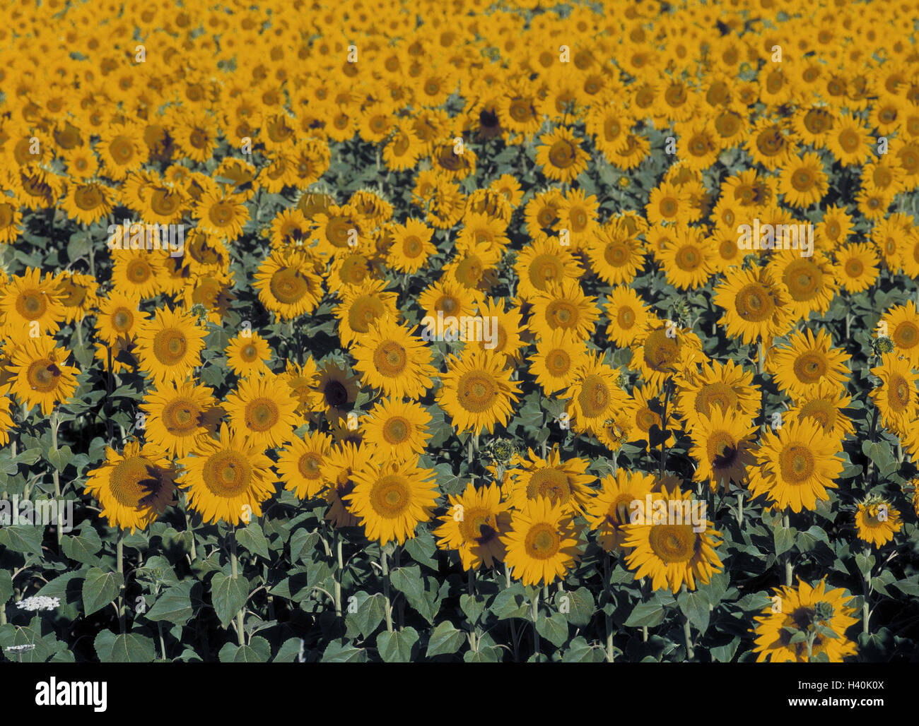 Sunflower field, Helianthus France, Provence, agriculture, flowers, blossom, blossoms, field, useful plant, sunflowers, plant, nature, economy, cultivation, yellow, green Stock Photo