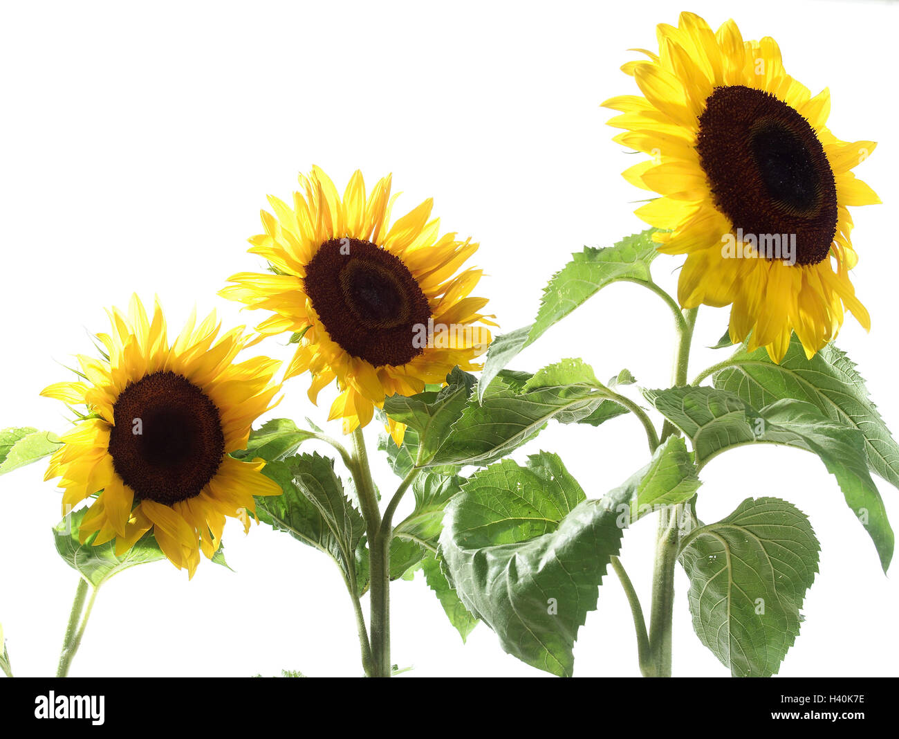 Sunflowers, detail, plants, plant world, vegetation, botany, nature, useful plants, flowers, three, Helianthus annuus, composites, blossom, blossoms, flower heads, cut outs Stock Photo