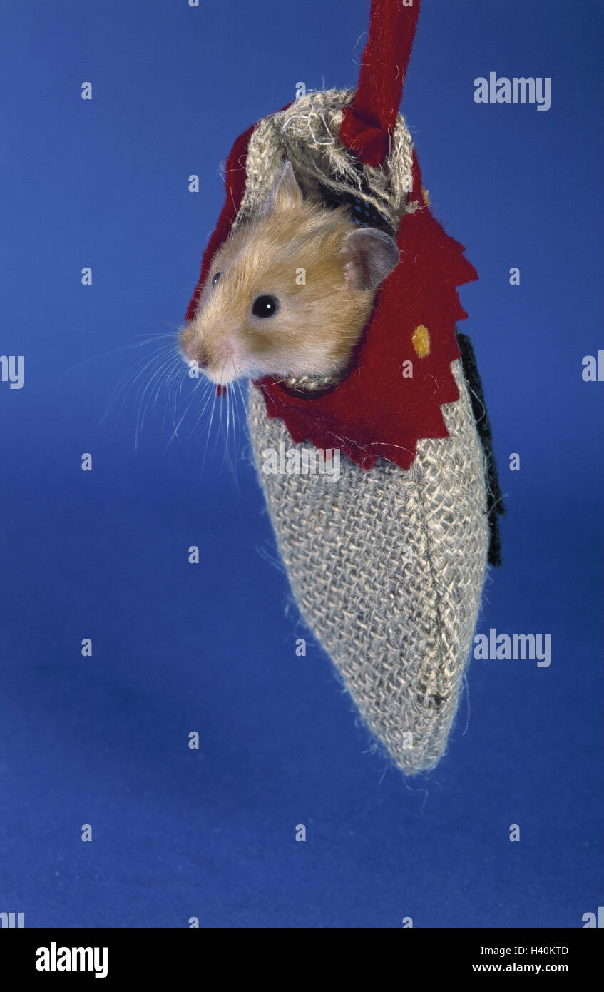 Jute sack, golden hamsters, Mesocricetus auratus mammals, mammal, pets