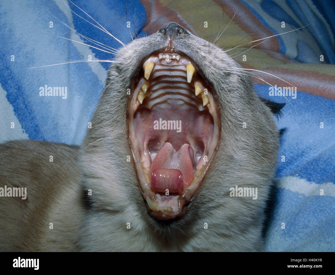 Cats, Tonkanese, yawn, portrait, bed, animals, mammals, mammal, pets, pet, cats, Felidae, house cat, race cat, cat's race, Siam, Siamese, Siam cat, tiredly, fatigue, mouth, snout, openly, cogs, bite, odontolith, tongue, inside Stock Photo