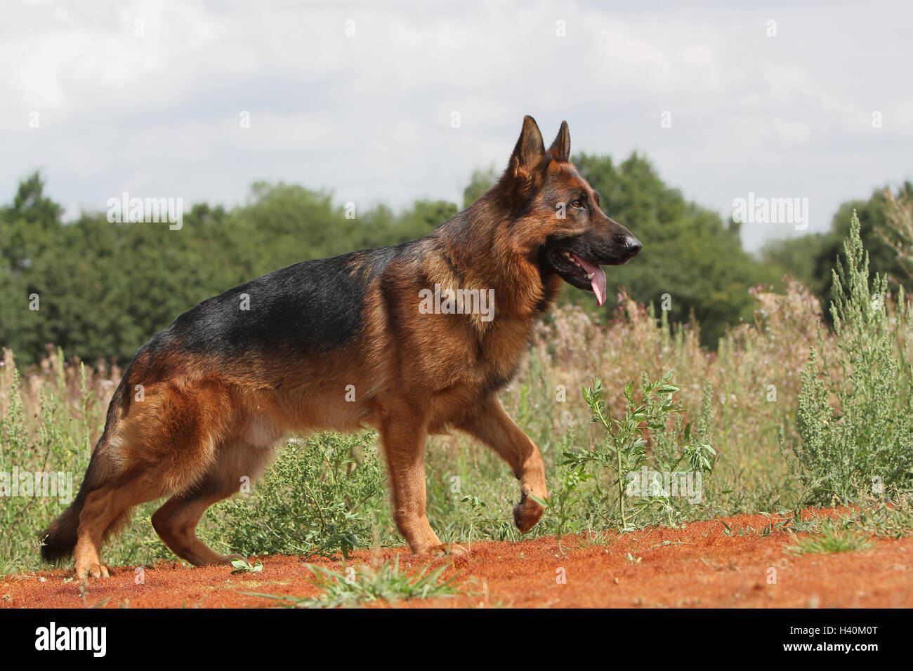 Dog German Shepherd Dog / Deutscher Schäferhund adult paw raised Stock  Photo - Alamy