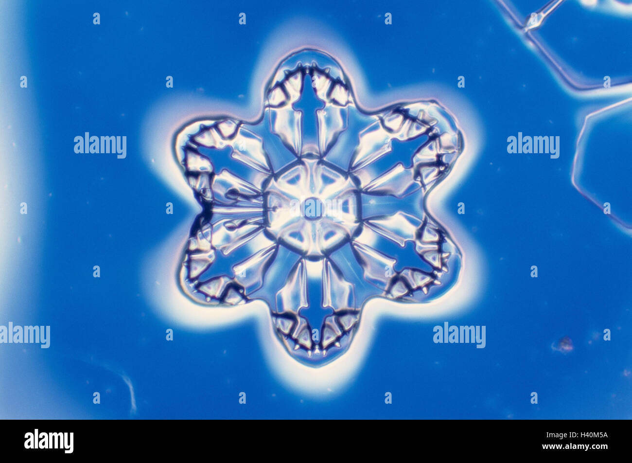 Snow crystal, nature, form, structure, ice, cold, snow, crystal, ice